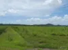 41 Bramston Beach Road, Eubenangee, Qld 4860-Image