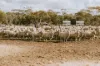 42666 Eyre Highway, Mudamuckla, SA 5680-Image