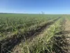 43  Keith Venables Road, Upper Haughton, Qld 4809-Image