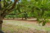 43 New Valley Road, Alloway, Qld 4670-Image