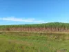 44 Kelly Road, Lower Tully, Qld 4854-Image