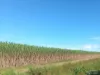 44 Kelly Road, Lower Tully, Qld 4854-Image