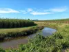 44 Kelly Road, Lower Tully, Qld 4854-Image
