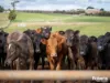 449 Chapel Road, Sassafras, Tas 7307-Image