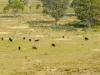 488A Bengworden Road, Bairnsdale, Vic 3875-Image