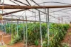 501 Womma West Road, Penfield Gardens, SA 5121-Image