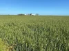 542 Adams Plain Road, Wallaroo Plain, SA 5556-Image