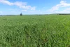 5456 Wilkins Highway, Jamestown, SA 5491-Image