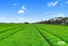 58 Gready Road, Wal Wal, Vic 3385-Image