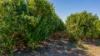 592 Nielsons Road, Good Night QLD 4671-Image