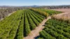 592 Nielsons Road, Good Night QLD 4671-Image