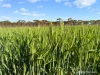 601, Lot 601 Goldfields Road, Merredin, WA 6415-Image