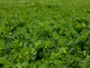 610 Marion Bay Road, Corny Point, SA 5575-Image
