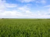 610 Marion Bay Road, Corny Point, SA 5575-Image