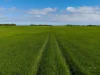 610 Marion Bay Road, Corny Point, SA 5575-Image