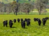 6118 Maroondah Highway, Yarck, Vic 3719-Image