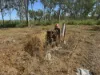 618 Weaver Road, Swans Lagoon, Qld 4807-Image