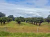 63 Bateman Street, Northampton, WA 6535-Image