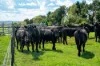 68 Woodhouselee Road, Wayo, NSW 2580-Image