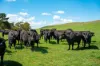 68 Woodhouselee Road, Wayo, NSW 2580-Image