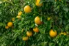 73-95 Trelawney Lane, Harrisville QLD 4307-Image