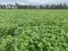 745 Hivesville Road, Marshlands QLD 4611-Image