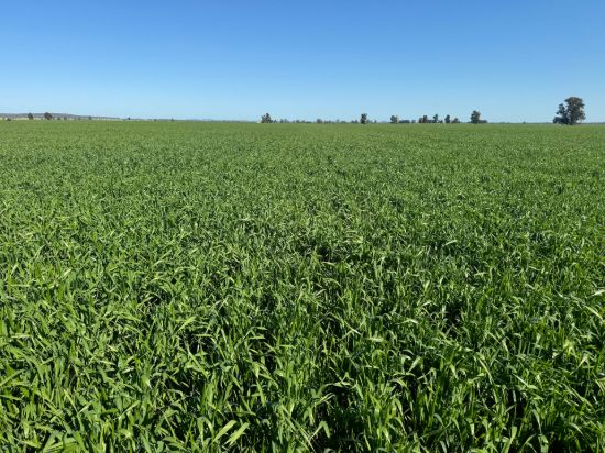 762 Cornells Road, Condobolin NSW 2877-Image
