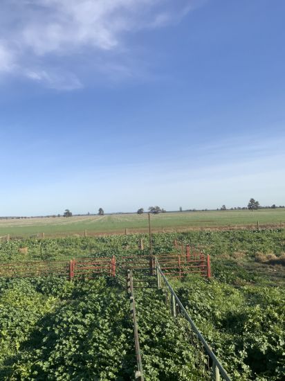 762 Cornells Road, Condobolin NSW 2877-Image