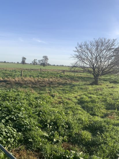 762 Cornells Road, Condobolin NSW 2877-Image