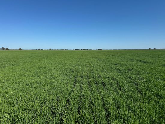 762 Cornells Road, Condobolin NSW 2877-Image