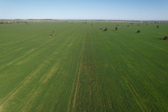 762 Cornells Road, Condobolin NSW 2877-Image