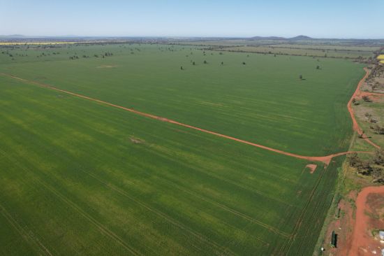 762 Cornells Road, Condobolin NSW 2877-Image