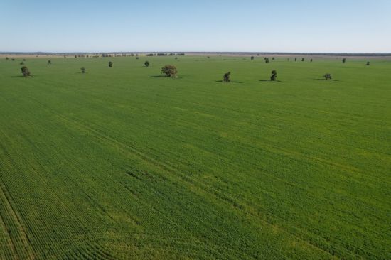 762 Cornells Road, Condobolin NSW 2877-Image