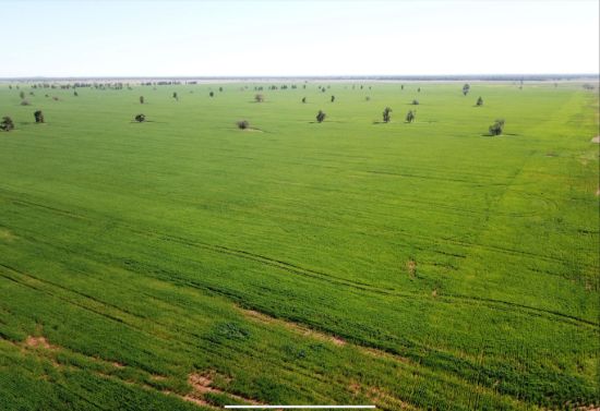 762 Cornells Road, Condobolin NSW 2877-Image