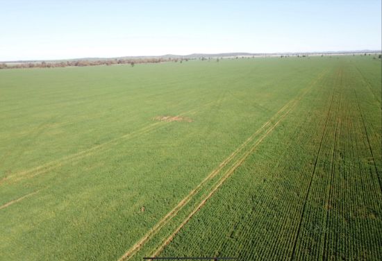 762 Cornells Road, Condobolin NSW 2877-Image