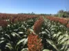 768 Rangemore Road, Gumlu QLD 4805-Image
