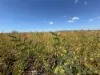 768 Rangemore Road, Gumlu QLD 4805-Image