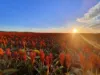 768 Rangemore Road, Gumlu QLD 4805-Image