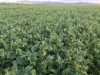 768 Rangemore Road, Gumlu QLD 4805-Image
