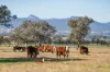 789 Walla Walla Road, Gerogery, NSW 2642-Image