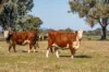 789 Walla Walla Road, Gerogery, NSW 2642-Image