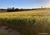 8221 Brookton Highway, Jelcobine, WA 6306-Image