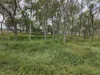 83 Days Road, Gumlu, Qld 4805-Image
