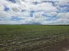 83 Days Road, Gumlu, Qld 4805-Image