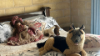 870, Harston VIC 3616-Image