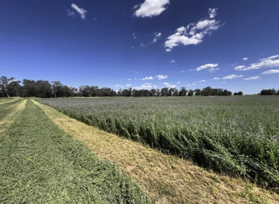 896 Fish Fossil Drive, Canowindra, NSW 2804