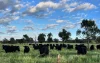 896 Fish Fossil Drive, Canowindra, NSW 2804-Image