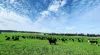 896 Fish Fossil Drive, Canowindra, NSW 2804-Image