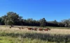 896 Fish Fossil Drive, Canowindra, NSW 2804-Image