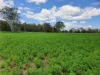 900 Youlambie Road, Monto, Qld 4630-Image